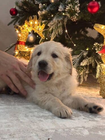 Gəmiricilər: Retriever, 2 ay — 2