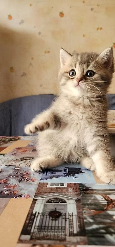 Собаки: Британская, В добрые руки — 2