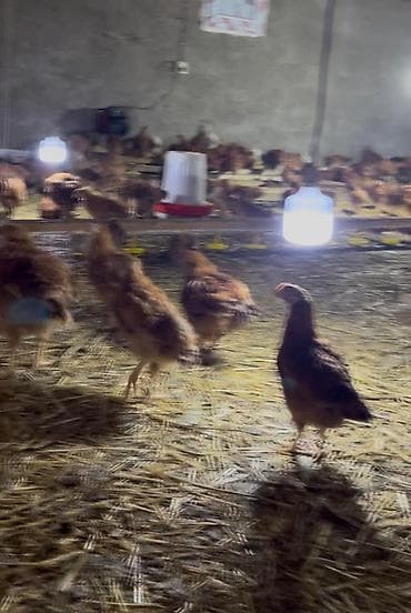 cins atlar: Toyuq, Ətlik, Pulsuz çatdırılma — 2