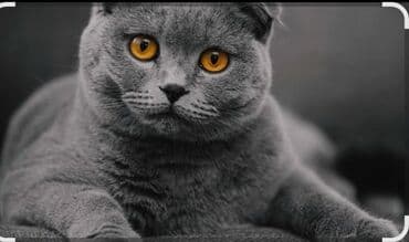 pişik: Britan yastı qulaq, Erkək — 1