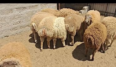 Quzular 35-37kilo arasidir emlik vaxdinnan saxlayiram kök quzulardir
