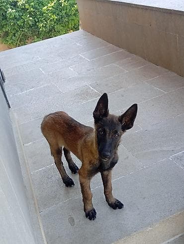 İtlər: Belçika çoban iti, 4 ay, Erkek, Ünvandan götürmə, Ödənişli çatdırılma, Rayonlara çatdırılma — 5
