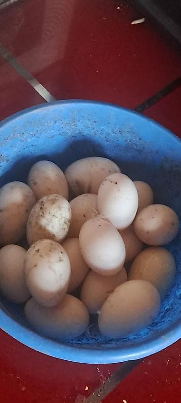 tap az quşlar: Ördək yumurtası biri 50 qepik teze mayalı yumurtalardı — 5