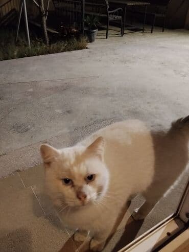 İtlər: Erkək, Yaxşı əllərə — 5