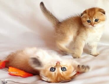 heyvanlar satisi: Şotland, Erkək, Dişi, Yaxşı əllərə, Ünvandan götürmə, Pulsuz çatdırılma, Ödənişli çatdırılma — 3