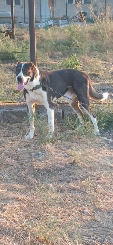 pitbul itləri: Qurdbasar, 1 il, Erkek, Peyvəndli, Rayonlara çatdırılma — 5