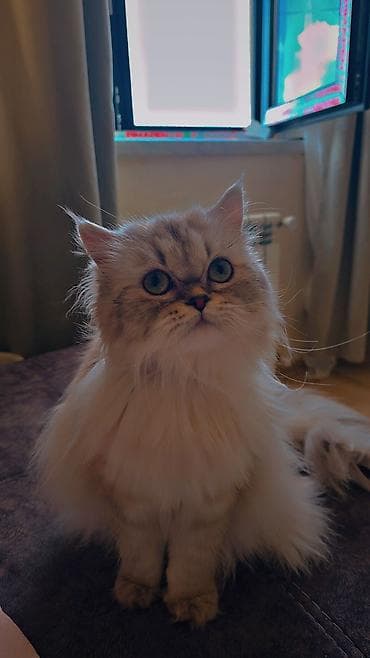 Gəmiricilər: Dişi — 3