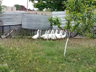 bulbul quşu haqqinda melumat: Qaz balalari satilir,3 ayliqdilar 14 dene qalibsamux rayonundadi — 4