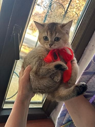 golden pişik: Britan — 6