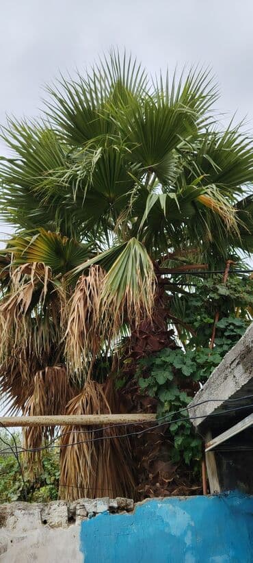 ağac budama: Məhsul: Dekorativ palma ağacı (fan formalı yarpaqlar) Təsvir: - — 2