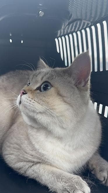 erkək keci: Britan, Erkək — 2