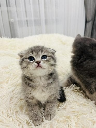 pisik satislari: Şotland, Erkək — 8