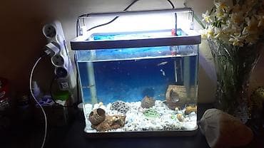 akva ayaqabılar: 17 e yaxin baliqdir. akvariumla bir yerde. unvan nermanov — 2