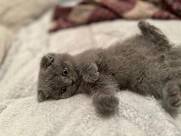 pişik tasma: Britan yastı qulaq — 4