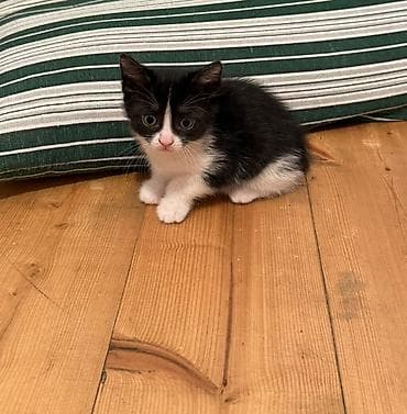 pişik yarım tip: Erkək, Dişi, Yaxşı əllərə — 3