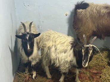 cins ineklerin satisi 2018: Super kok cepişder pardama kokdu — 1