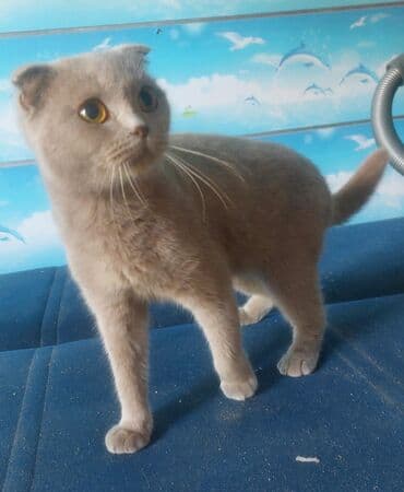 sfinks pişik: Şotland, Dişi — 1