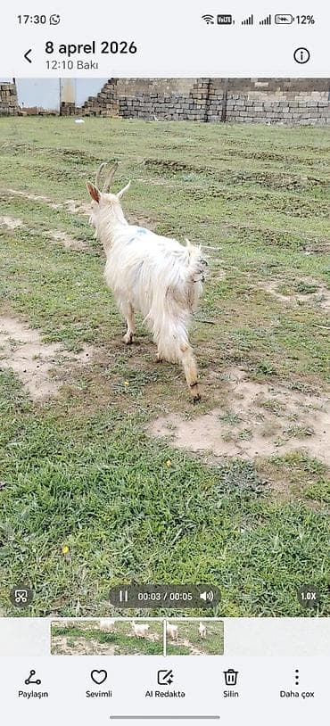 keçi satışı: Dişi keçidi 1 qarln dogub balası esek vurub ölüb balasi süd de verir — 2