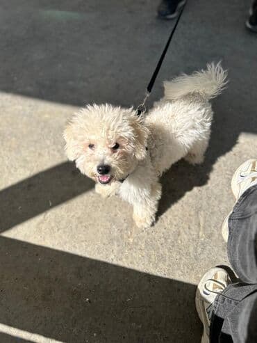бишон фризе цена: Пудель, 1 год, Самка, С прививками — 2