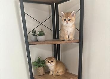 купить шотландского котенка: Шотландская — 1
