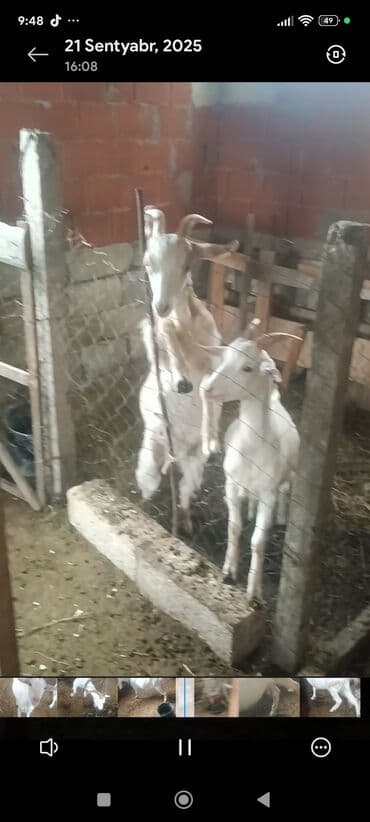 sudluk inekler: Satılır: Süd istiqamətli ağ keçilər - Şəkillərdə təsərrüfat — 2