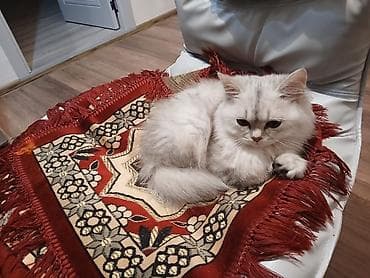 pişik sekilleri: Şinşilla, Erkək, Yaxşı əllərə, Ünvandan götürmə — 9