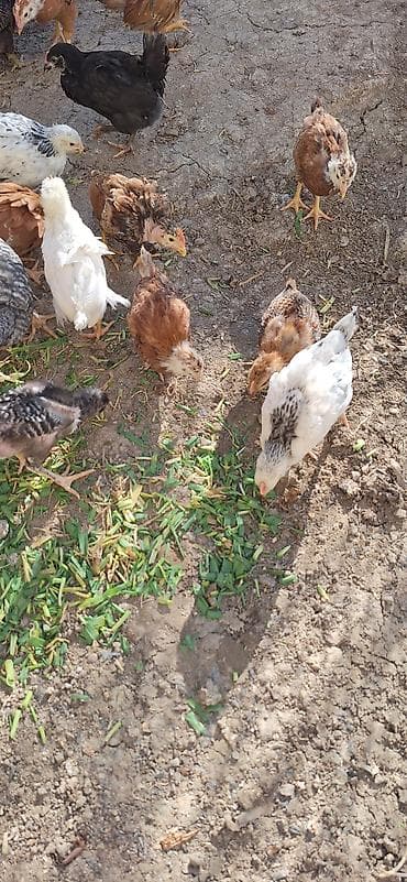 cuca: Toyuq cücələri, Damazlıq, Ödənişli çatdırılma — 6