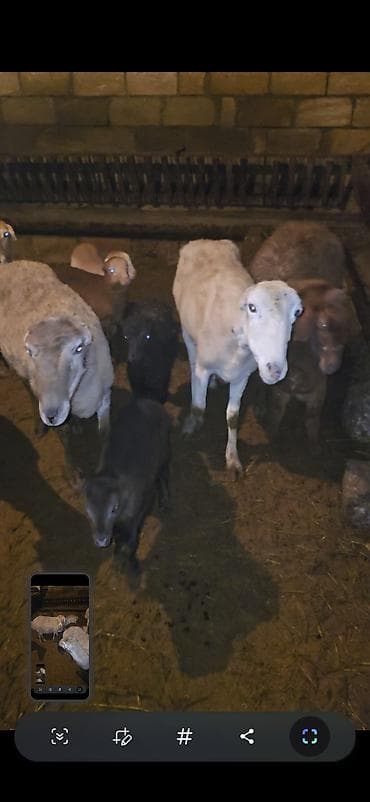 Camış: 5 dənə balalı qoyun. Sağlam qapı heyvanımdı.İşimlə əlaqədar olaraq — 2