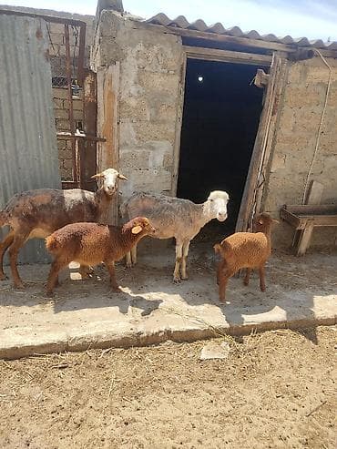 hindquşu balası: Anabala. qoyunlar quzular 3 ana 3 balla qiymet bir ana bir balaya — 1