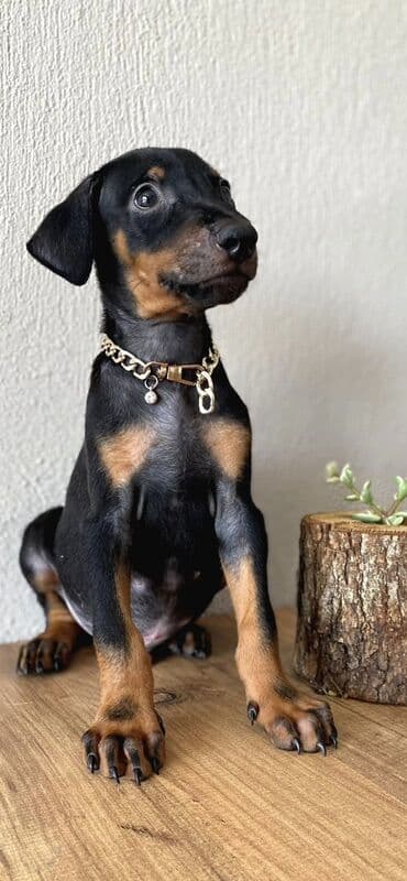 çoban iti satılır: Doberman, Dişi — 1