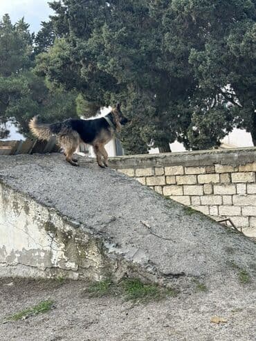 Quşlar: Alman çoban iti, 1 il — 1