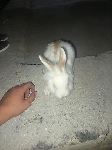dovsan: Salam. dovşanlar tam sağlamdılar yekələr dişidi ikisidə qarnında — 3