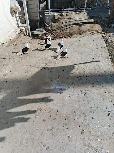 goyərclər: 5 ədədi — 2