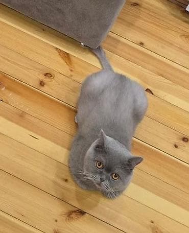 lalafo pisikler: Britan, Erkək, Cütləşmə üçün — 2