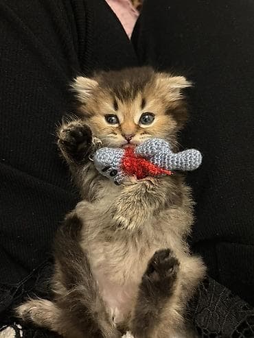 Ev pişiyi balası – uzun tüklü, bal rəngli-qara qarışıq kürk, iri lalafo.az -da Ev pişiyi balası – uzun tüklü, bal rəngli-qara qarışıq kürk, iri