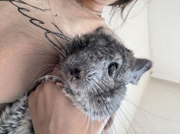 купить британская шиншилла: Çinçilla – boz-mərmər rəngli, yumşaq və sıx xəzli, iri qulaqlı və uzun — 2