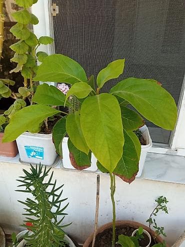 Avokado (Persea americana) fidanı – dibçəkdə yetişdirilib