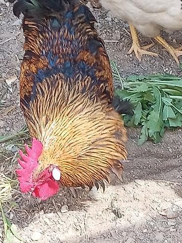 qoyun əti: Salam cavan, sağlam xoruzdu 11 ayliqdi banliyir, xoruz luq edir — 8