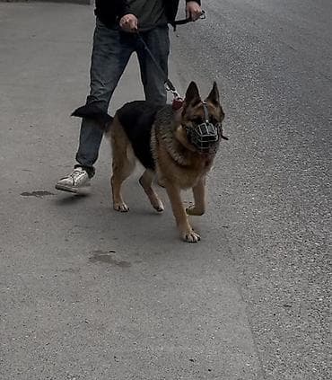 xaski sekilleri: Alman çoban iti, 1 il, Dişi, Peyvəndli, Ünvandan götürmə — 5