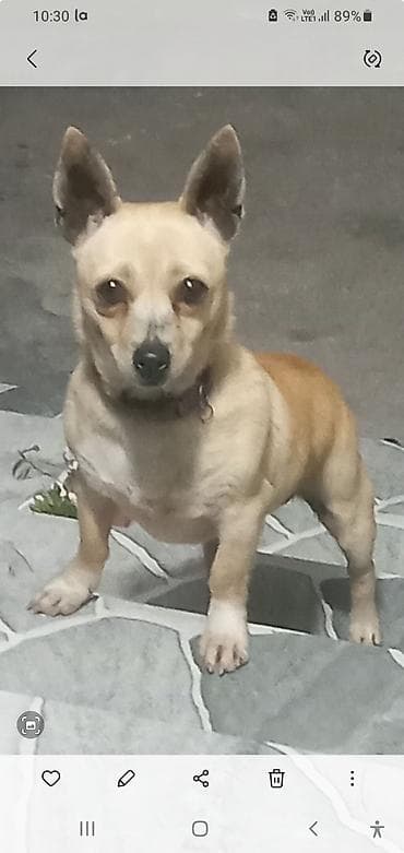 pomeranian spitz satilir: Çixuahua — 1