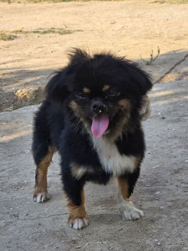 it növü: Pekines, 2 il, Erkek, Ünvandan götürmə — 8