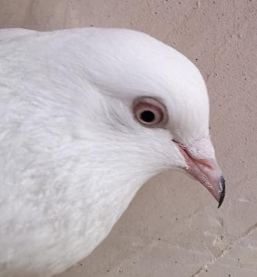 göyercin: Erkey 15 tuk tutulmadi — 6