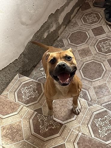 balaca dana: Pitbul, 1 il, Erkek — 2