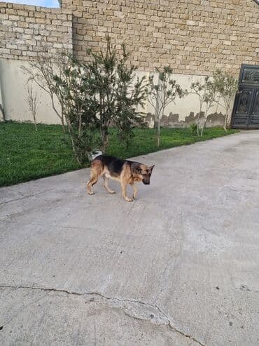 coban isi: Alman çoban iti — 6