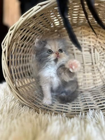 maykonq pişik: Fars — 6