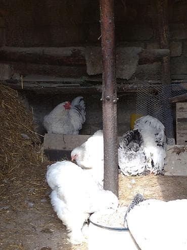 quş yuvaları: Toyuq, Brama, Damazlıq — 4