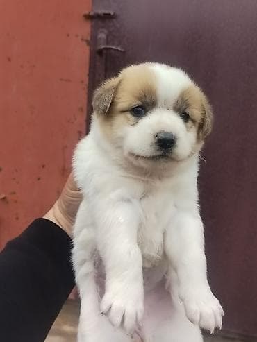 xususi heyvan adlari: Salam Ozune Temmiz Qan Qurdbasar kucuki Axdaran Elaqe Saxlasin 24 — 4