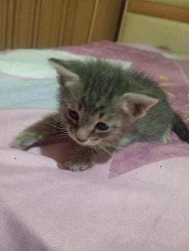 etibarli elere verilir: Britan, Erkək, Yaxşı əllərə, Ünvandan götürmə, Ödənişli çatdırılma — 1