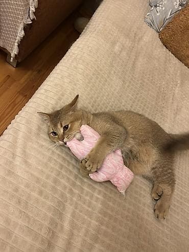 cütləş: Qızıl şinşilla, Erkək, Cütləşmə üçün — 3