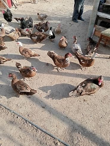 lal ördek balasi: Lal ördəklər,dişi və erkək.Cavandılar.Real alıcılar nömrə ilə əlaqə — 3